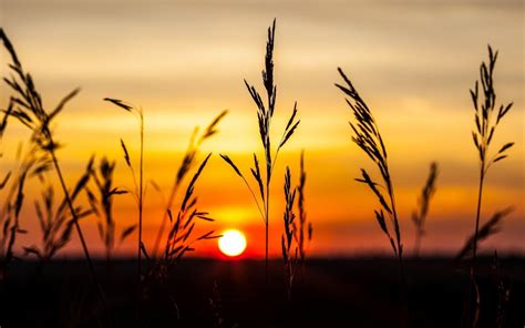 Online Crop Golden Hour Photography Of Wheat Field Nature Landscape