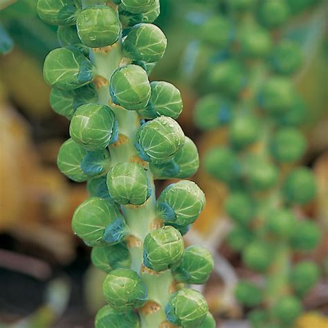 Brussels Sprout Seeds Maximus F1 Bulk Pack Dobies