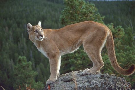Cougar Stalks Mt Finlayson Hiker Hiker Goes Off Trail And Gets Lost