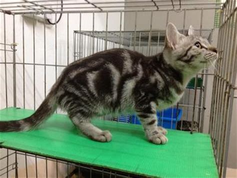 Is my cat a bengal? Bengal Kitten Sold - 8 Years 9 Months, Silver Marble ...