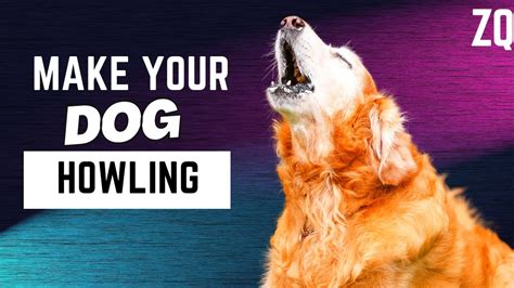 Dogs Howling To Make Your Dog Howl Dogs Howling Sound Effect Hd 100