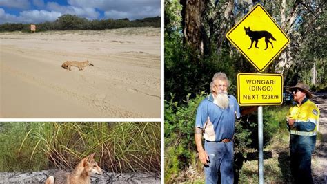 ‘all too common dingo killed by vehicle on fraser island townsville