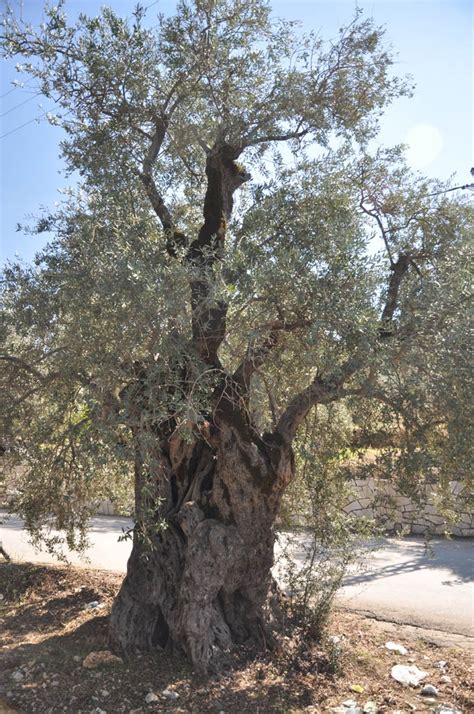 The Sisters Olive Trees Of Noah The Oldest Living Olive Trees In The