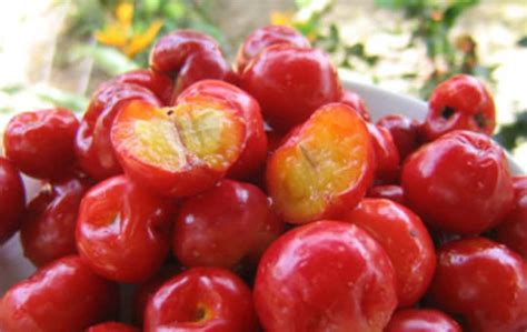 Seed Acerola Cherry Seeds Barbados West Indian Cherries Etsy