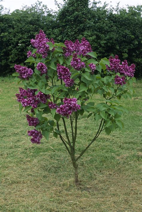 14 Beautiful And Fragrant Types Of Lilac 2022