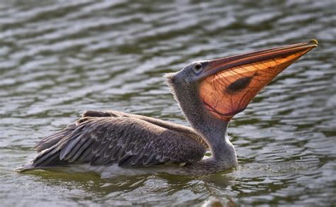 Pelican With A Fish In Its Mouth Taken By Cstjandra Rpics