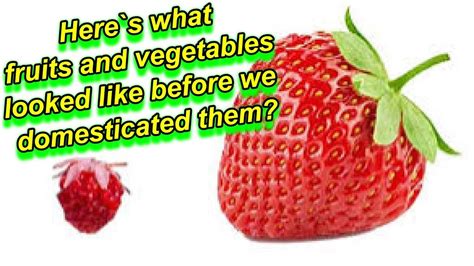 Heres What Fruits And Vegetables Looked Like Before We Domesticated
