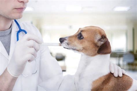 Male cats are especially aggressive and these cats keep fighting. What Shots Do Puppies Need? Dog Vaccination Schedule