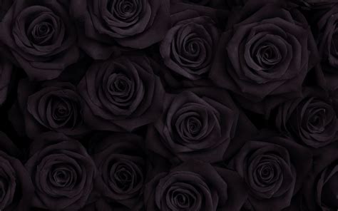 24 Wallpaper Black Rose Koleksi Kekinian