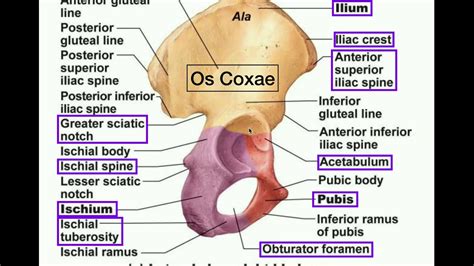 Anatomy Specific Parts Of The Os Coxae Pelvis Left Vs Right
