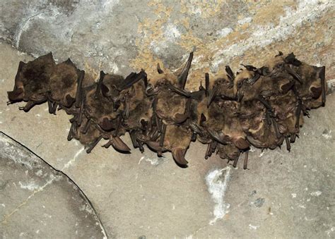 How To Get Rid Of Bats From Your Home And Property Lawnstarter