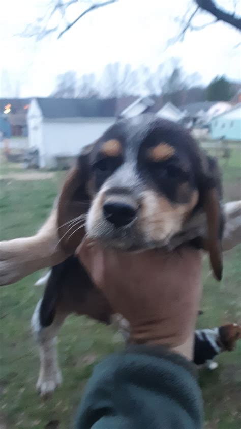 6 purebred bluetick coonhound puppies for sale ukc registered, sire and dam ukc registered. Beagle Puppies For Sale | Parkersburg, WV #323092