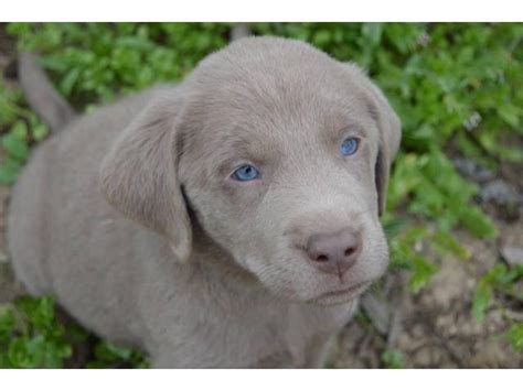 The labrador retriever is the traditional waterdog of newfoundland. Silver Lab puppies available in Ceres, California - Puppies for Sale Near Me