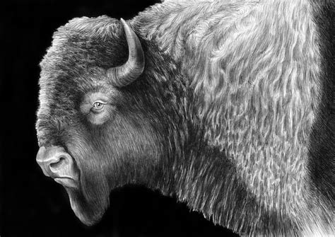 Countless Pens Used To Draw Detailed Animals Portraits My Modern