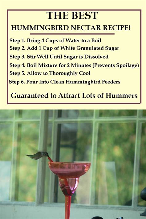 To make hummingbird food simply boil the water, remove from the heat, add the sugar, and stir until the sugar dissolves. Homemade Hummingbird Nectar Recipe : Homemade Hummingbird ...