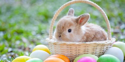 Where Did The Easter Bunny Come From Easter Bunny Origins