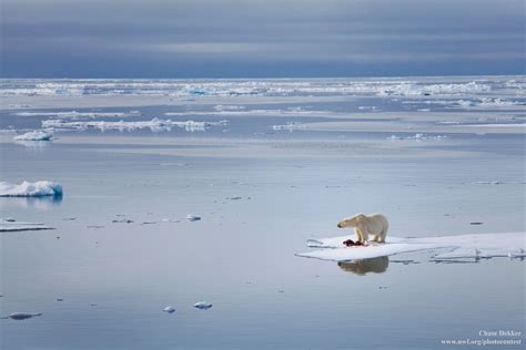 Protecting Home For Wildlife In The Arctic The National Wildlife