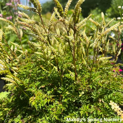 Dwarf Goat S Beard Aruncus Aethusifolius Mandy Spring Farm Nursery Inc