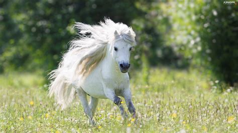 White Shetland Pony Meadow Horse For Desktop Wallpapers 2560x1440