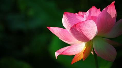 image lotus flower - HD Desktop Wallpapers | 4k HD