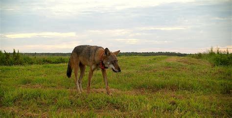 The Long Journey To Recovering Red Wolves North Carolina Wildlife