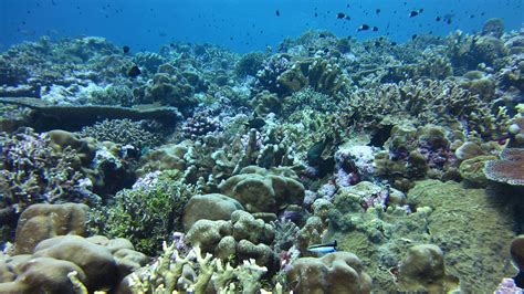 Scientists Pinpoint How Ocean Acidification Weakens Coral
