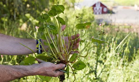 Eight Edible Wild Plants To Forage This Spring Foraged Food Tips
