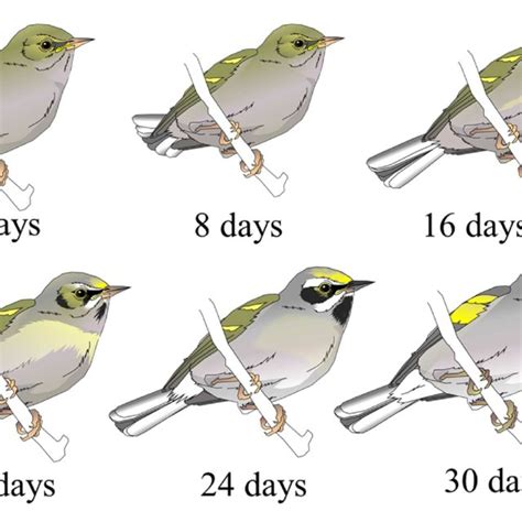 Observed Plumage Development Of Fledgling Golden Winged Warblers From