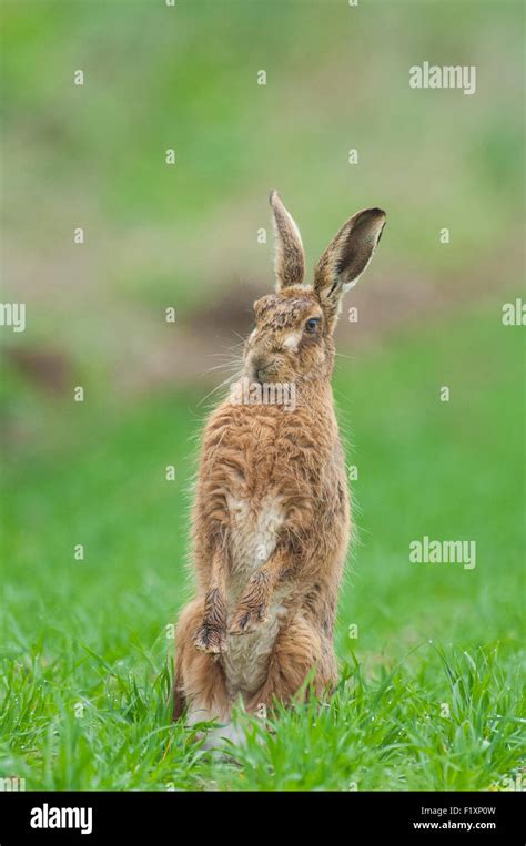 Brown Hare Sitting Up On Winter Wheat Cereal Crop Stock Photo Alamy