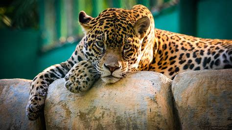 Wallpaper Animals Nature Wildlife Big Cats Zoo Leopard Jaguar