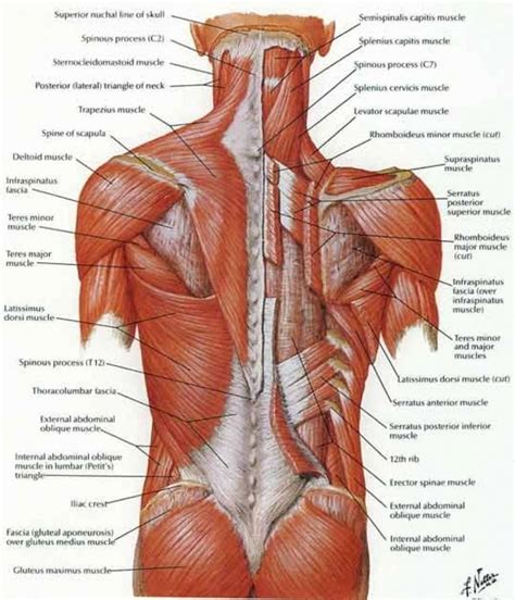 Lower back muscle diagram anatomy does degenerative disc disease affect the lower back muscle? Image result for back muscles diagram #MuscleAnatomy ...