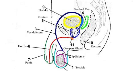 Internal Organs Of The Male Reproductive System Male Reproductive