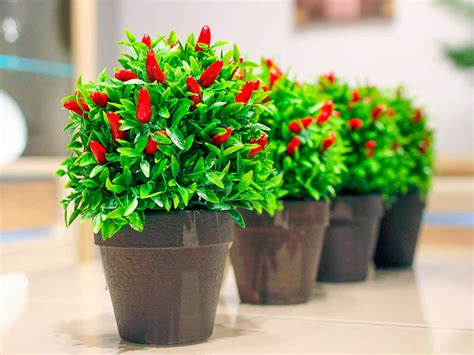 How To Grow And Care For Chillies Love The Garden