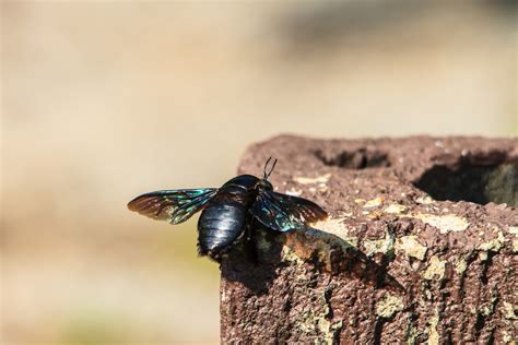 Destructive Pests Archives Vulcan Termite And Pest Control