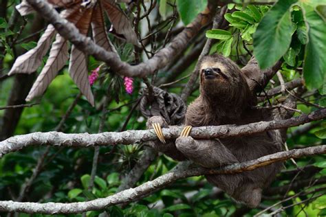 Amazon Rainforest Sloth