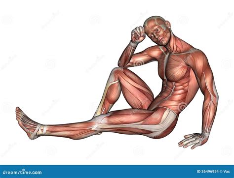 Figura Maschio Di Anatomia Illustrazione Di Stock Illustrazione Di