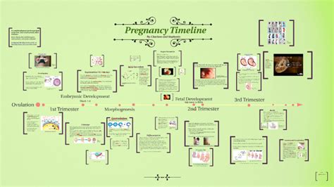 Pregnancy Timeline By Charlene Flancia