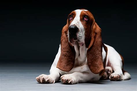 Droopy Eyed Dog Stock Photos Pictures And Royalty Free Images Istock