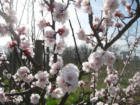 Which Bloomin Blossom Is It Our Guide To Blossom Timing The Orchard