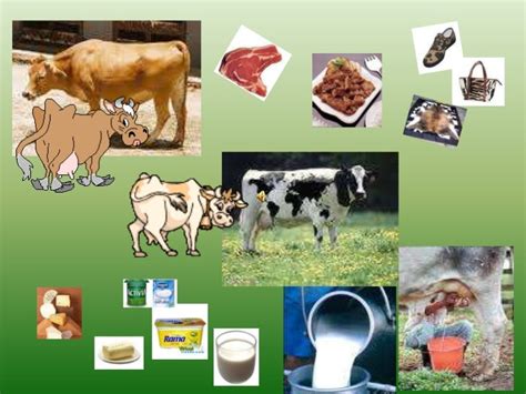 Productos Animales