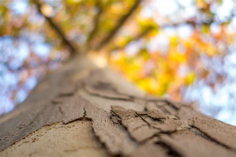 Signs Of A Stressed Tree What You Need To Know Aande Tree Service