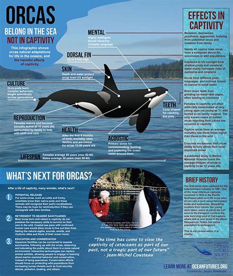 Orcas Belong In The Sea Not In Captivity Orca Antarctic Animals