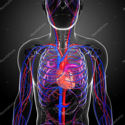 Male Heart Circulatory System ⬇ Stock Photo Image By © Pixdesign123