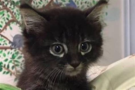 Look Kitten Survives 90 Mile Trip Trapped Inside Car