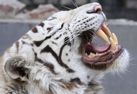 Tiger Teeth Longer And Thicker Than A Human Thumb R Natureismetal