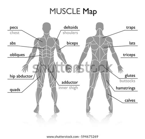 Muscles Body Vector Stock Vector Royalty Free 594675269