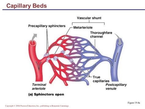 Blood vessels are vital for the body and play a key role in diabetes helping to transport glucose and insulin. Chapter 19 blood vessels