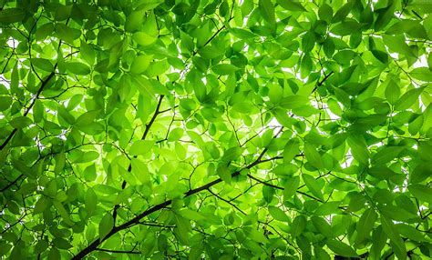Photo Of Green Leaved Tree During Daytime Hd Wallpaper Wallpaper Flare