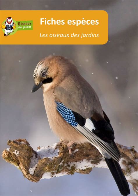 Toutes Les Fiches Esp Ces Oiseauxdesjardins Fr Oiseaux Oiseaux