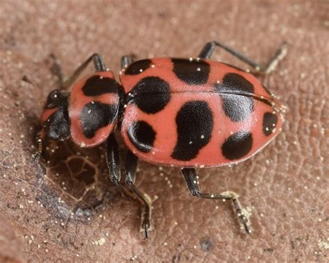 Spotted Pink Ladybeetle Coleomegilla Maculata Christina Butler Flickr